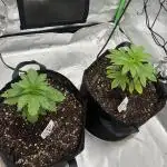 Mandarin cookies R3 Timelaps @ harvest