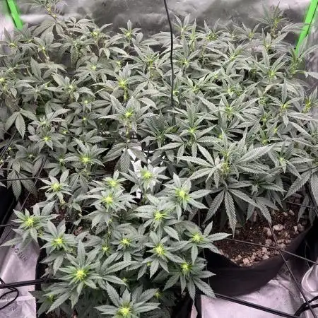 3 strain run will include Timelapse 👌