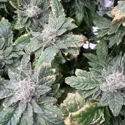Mandarin cookies R3 Timelaps @ harvest