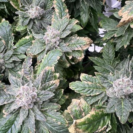 Mandarin cookies R3 Timelaps @ harvest