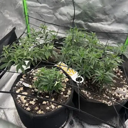 3 strain run will include Timelapse 👌