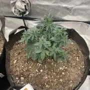 Ethos The Krux X GPA cookies #6