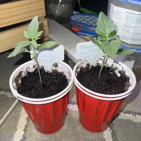 Mandarin cookies R3 Timelaps @ harvest