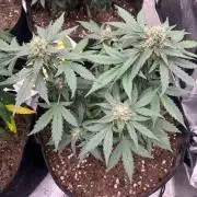 Hyperion F1 Timelapse at harvest