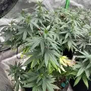 World breeders Hidden Vice