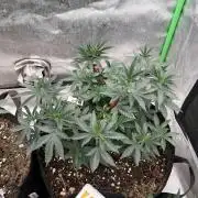 Ethos The Krux X GPA cookies #6