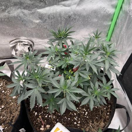 Ethos The Krux X GPA cookies #6