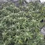 3 strain run will include Timelapse 👌