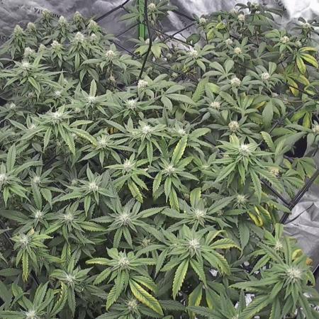 3 strain run will include Timelapse 👌