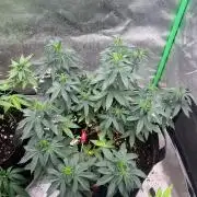 Ethos The Krux X GPA cookies #6