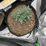 Hyperion F1 Timelapse at harvest
