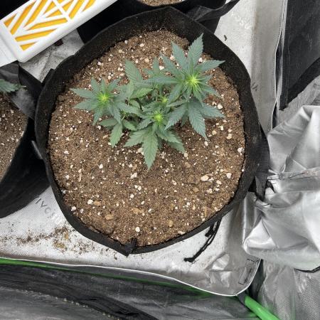 Hyperion F1 Timelapse at harvest