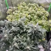 Mandarin cookies R3 Timelaps @ harvest