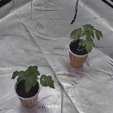 Mandarin cookies R3 Timelaps @ harvest