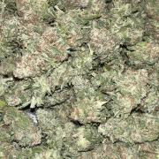 Sticky broccoli timelaps @ harvest