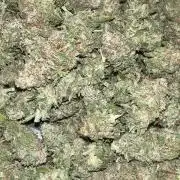 Sticky broccoli timelaps @ harvest