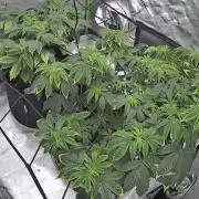 Mandarin cookies R3 Timelaps @ harvest