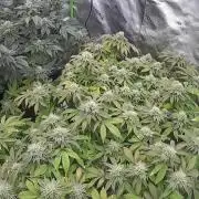 Mandarin cookies R3 Timelaps @ harvest