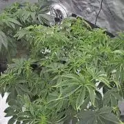 Mandarin cookies R3 Timelaps @ harvest