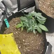 World breeders Hidden Vice