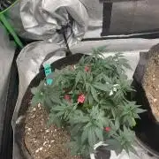 World breeders Hidden Vice