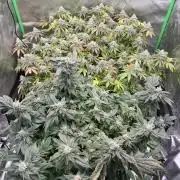 Mandarin cookies R3 Timelaps @ harvest