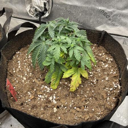 Ethos The Krux X GPA cookies #6