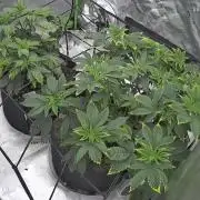 Mandarin cookies R3 Timelaps @ harvest