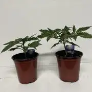 Sticky broccoli timelaps @ harvest