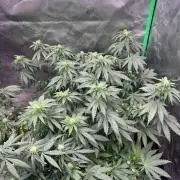Ethos The Krux X GPA cookies #6