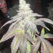 Mandarin cookies R3 Timelaps @ harvest