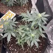 Hyperion F1 Timelapse at harvest