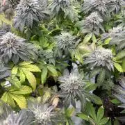 Mandarin cookies R3 Timelaps @ harvest