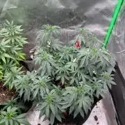Ethos The Krux X GPA cookies #6