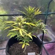 RQS Royal Dwarf 