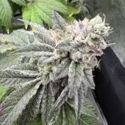 Mandarin cookies R3 Timelaps @ harvest