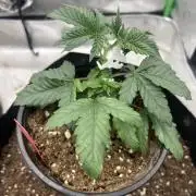 Ethos The Krux X GPA cookies #6