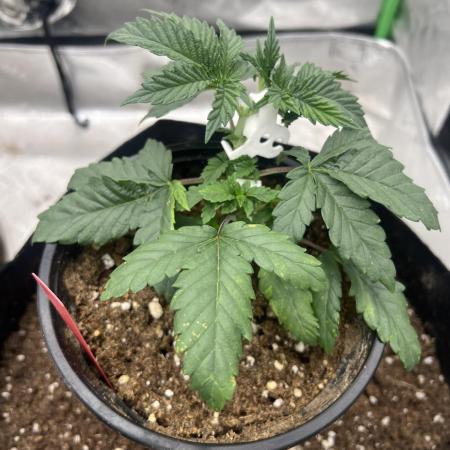 Ethos The Krux X GPA cookies #6