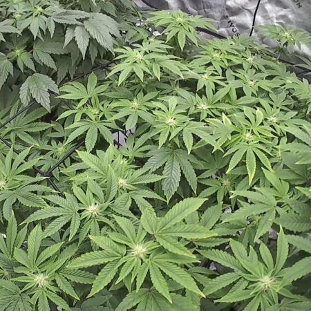 Mandarin cookies R3 Timelaps @ harvest