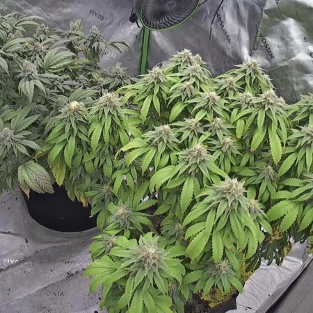 Sticky broccoli timelaps @ harvest