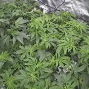 Mandarin cookies R3 Timelaps @ harvest