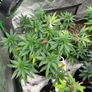 World breeders Hidden Vice