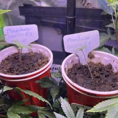 Mandarin cookies R3 Timelaps @ harvest