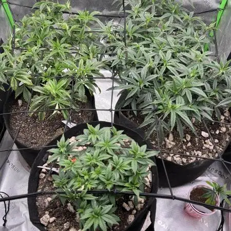 3 strain run will include Timelapse 👌
