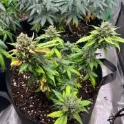 Hyperion F1 Timelapse at harvest