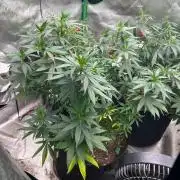 World breeders Hidden Vice