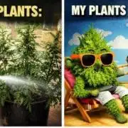 3 strain run will include Timelapse 👌