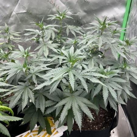 Ethos The Krux X GPA cookies #6