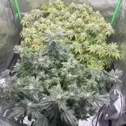 Mandarin cookies R3 Timelaps @ harvest