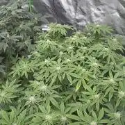Mandarin cookies R3 Timelaps @ harvest